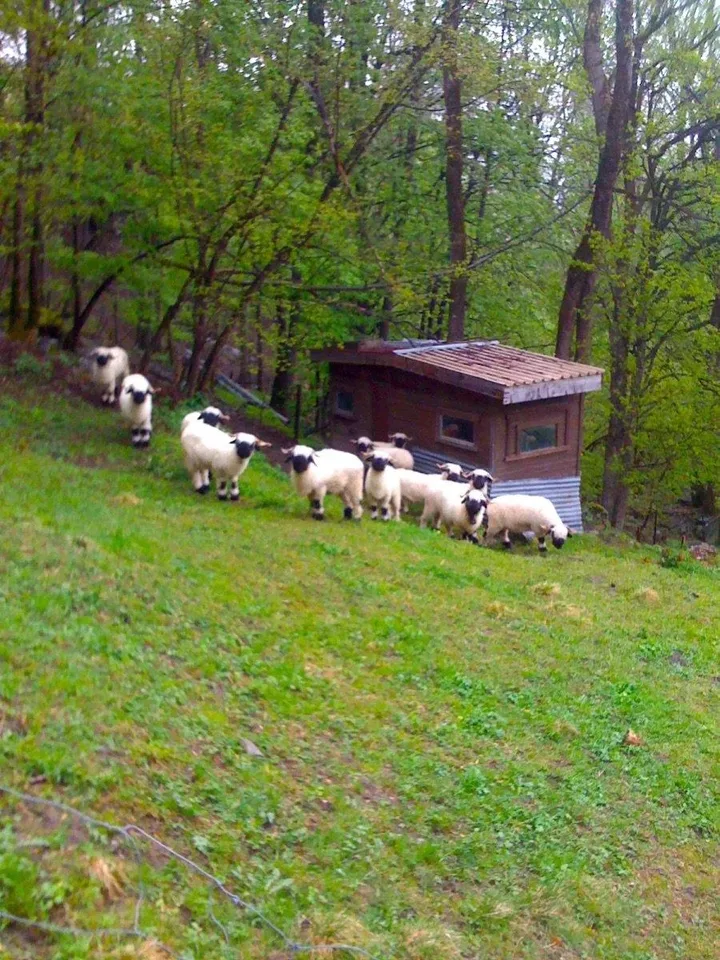 Gemütliches Maiensäss in Waldlichtung – Foto 11 von 14
