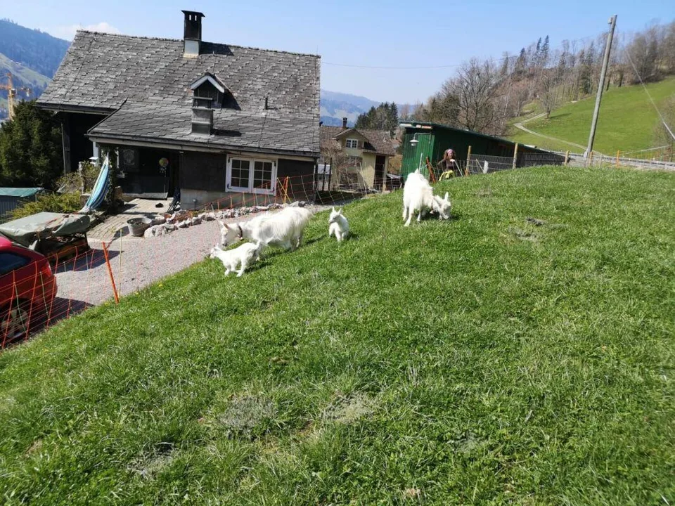 Renovationsbedürftiges 4-Zi.-Toggenburgerhaus mit Mehrzweckraum und...