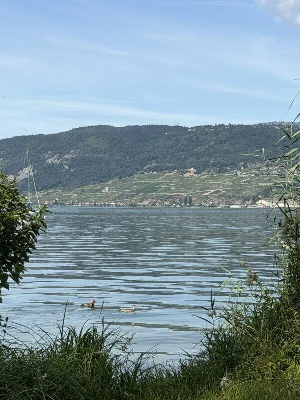 Grosse Baulandparzelle am Bielersee mit Potenzial. Erst- und Zweitw... – photo 22 sur 22