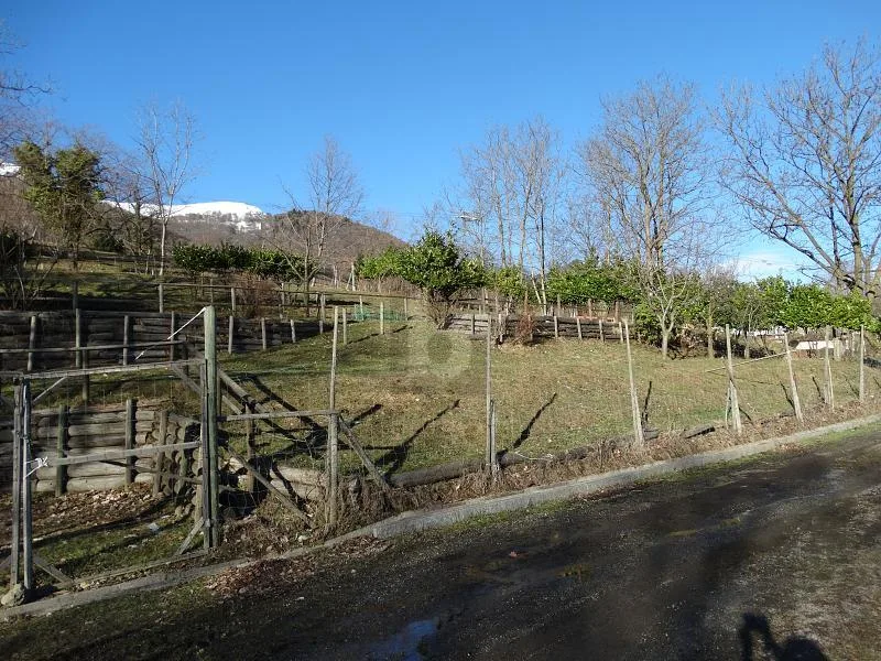 PRATO PER CAVALLI