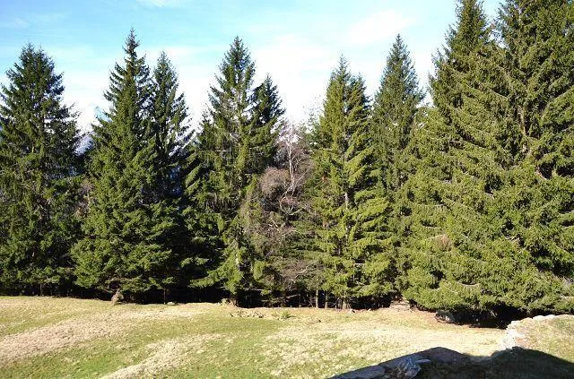 3-Zimmer-Rustico in der Natur an sehr sonniger Aussichtlage / Belli... – Foto 18 von 30