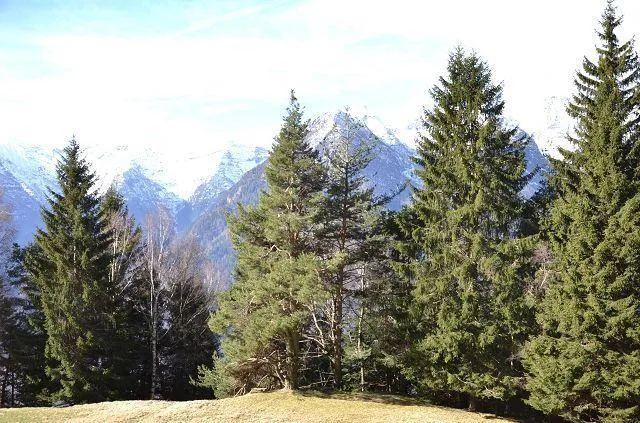 3-Zimmer-Rustico in der Natur an sehr sonniger Aussichtlage / Belli... – Foto 24 von 30