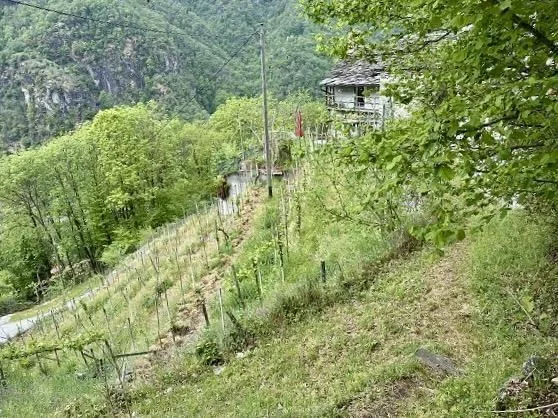 2-Zimmer-Rustico zum Ausbauen am Waldrand, sehr ruhig, sonnig mit S... – foto 14 di 19