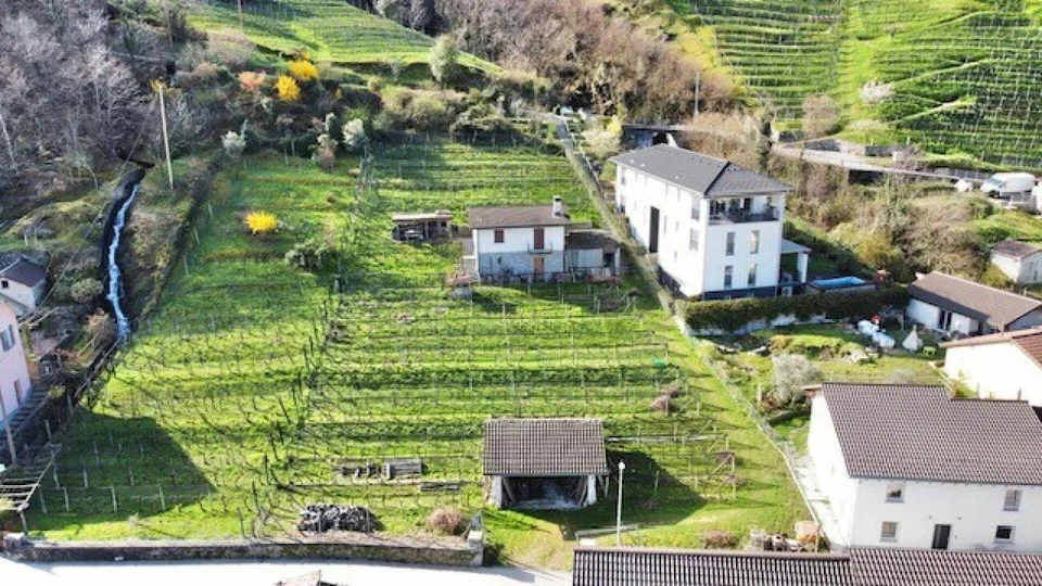 ZU VERKAUFEN IN CONTONE (Gambarogno) - GROSSES BEBAUBARES LAND