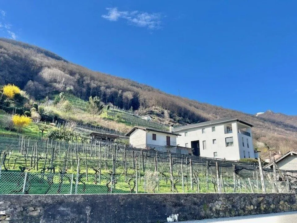 ZU VERKAUFEN IN CONTONE (Gambarogno) - GROSSES BEBAUBARES LAND – foto 7 di 10