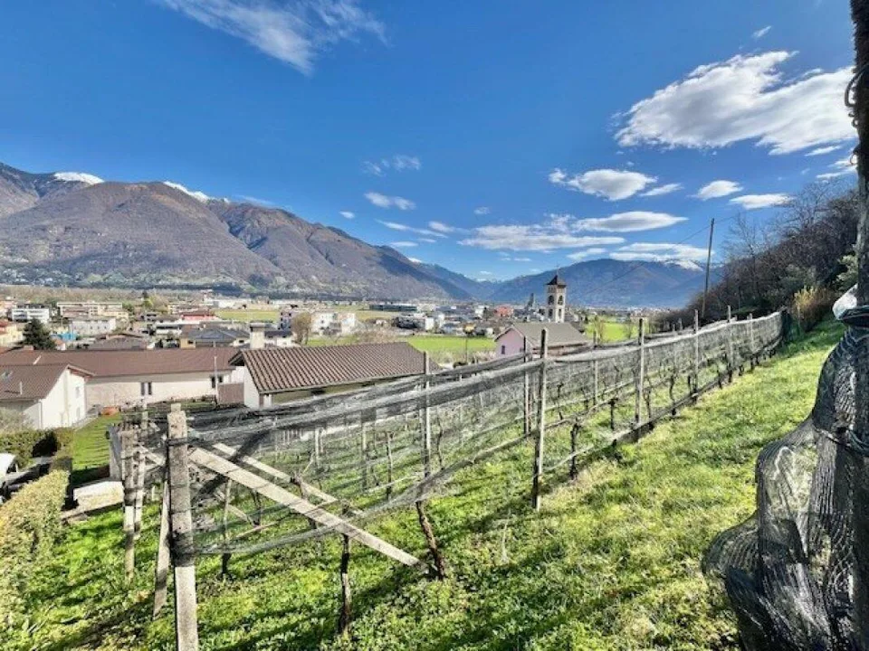 ZU VERKAUFEN IN CONTONE (Gambarogno) - GROSSES BEBAUBARES LAND – foto 9 di 10