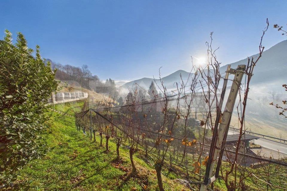1'708 m² Bauland mit Rebberg – Tresa (Ponte Cremenaga)