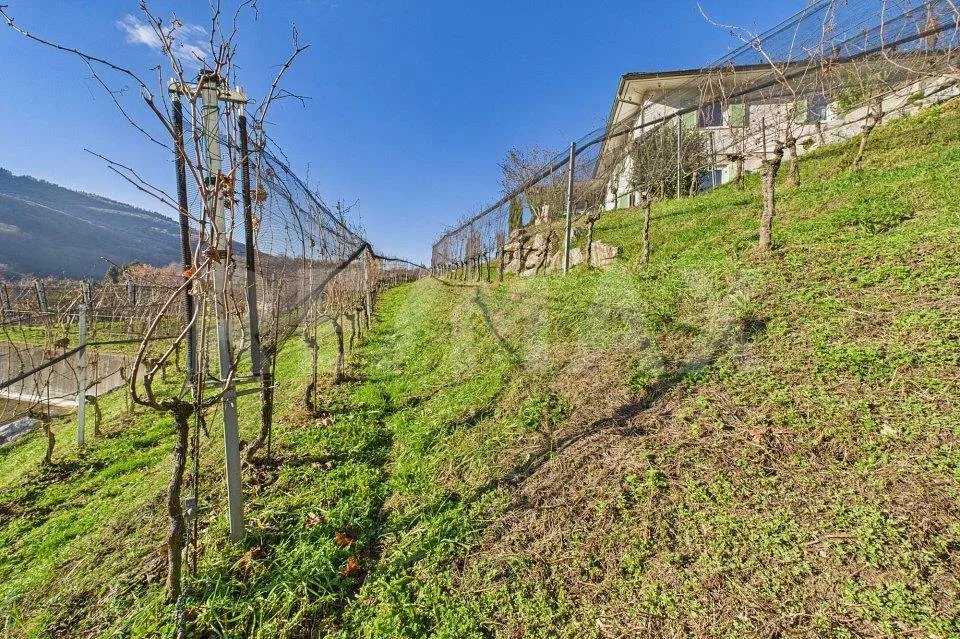 1'708 m² Bauland mit Rebberg – Tresa (Ponte Cremenaga)