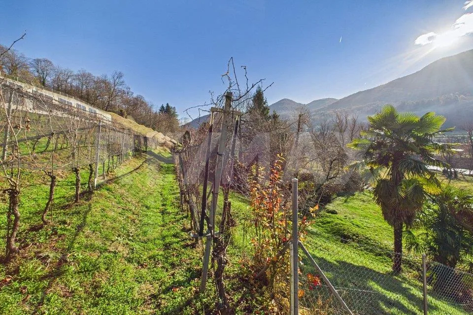 1'708 m² di terreno edificabile con vigneto – Tresa (Ponte Cremenaga) – Foto 6 von 8