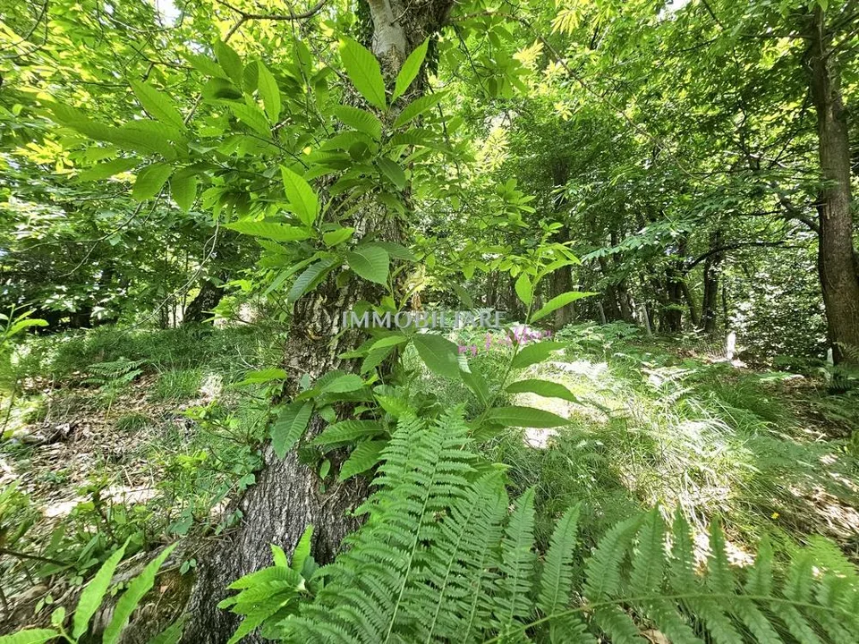 Vivere nella natura, 2'300 m² terreno edificabile, vista panoramica – foto 9 di 14