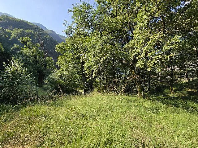 Drei Rustici zum Ausbauen mit viel Land sehr ruhige, sonnige Lage /... – Foto 12 von 29