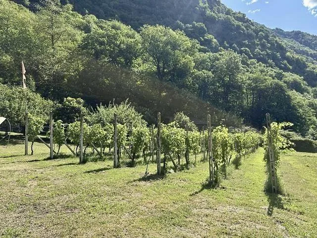 2-Zimmer-Haus mit Rebberg und Wiese / casetta di 2 locali con vigne... – photo 16 sur 21