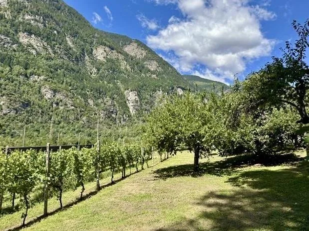 2-Zimmer-Haus mit Rebberg und Wiese / casetta di 2 locali con vigne... – photo 17 sur 21