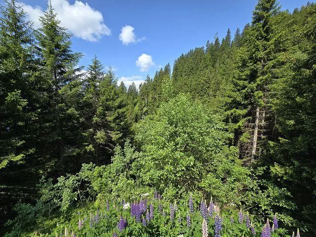 Bel chalet di 3,5 loc. immerso nella natura molto soleggiata, tranq... – photo 27 of 30