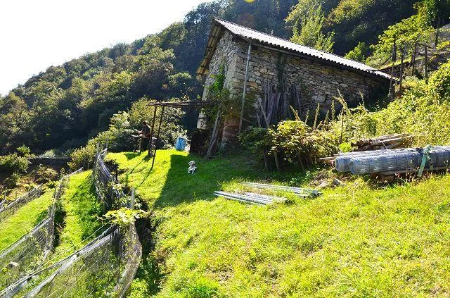 zwei Ställe zum Ausbauen mit Rebberg und viel Land / Cascina di 2 l... – photo 28 sur 30