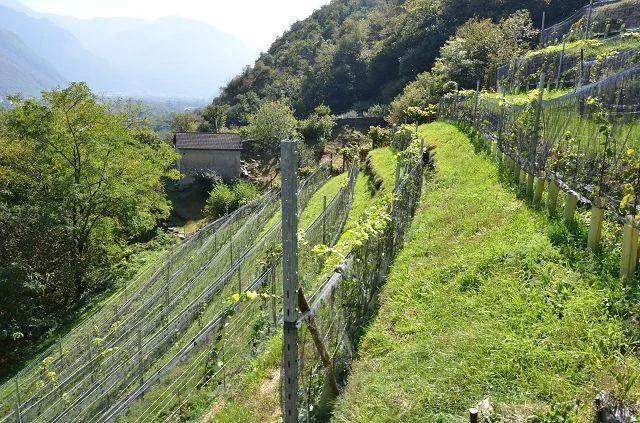 zwei Ställe zum Ausbauen mit Rebberg und viel Land / Cascina di 2 l... – photo 16 sur 30