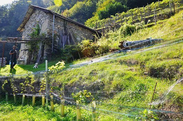 zwei Ställe zum Ausbauen mit Rebberg und viel Land / Cascina di 2 l... – photo 27 sur 30