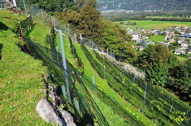 zwei Ställe zum Ausbauen mit Rebberg und viel Land / Cascina di 2 l... – photo 15 sur 30