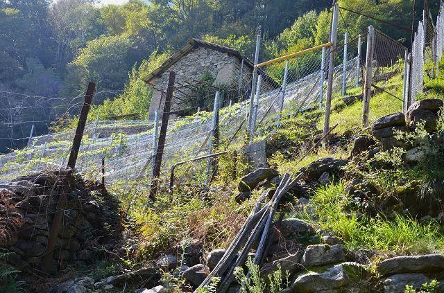zwei Ställe zum Ausbauen mit Rebberg und viel Land / Cascina di 2 l... – photo 29 sur 30