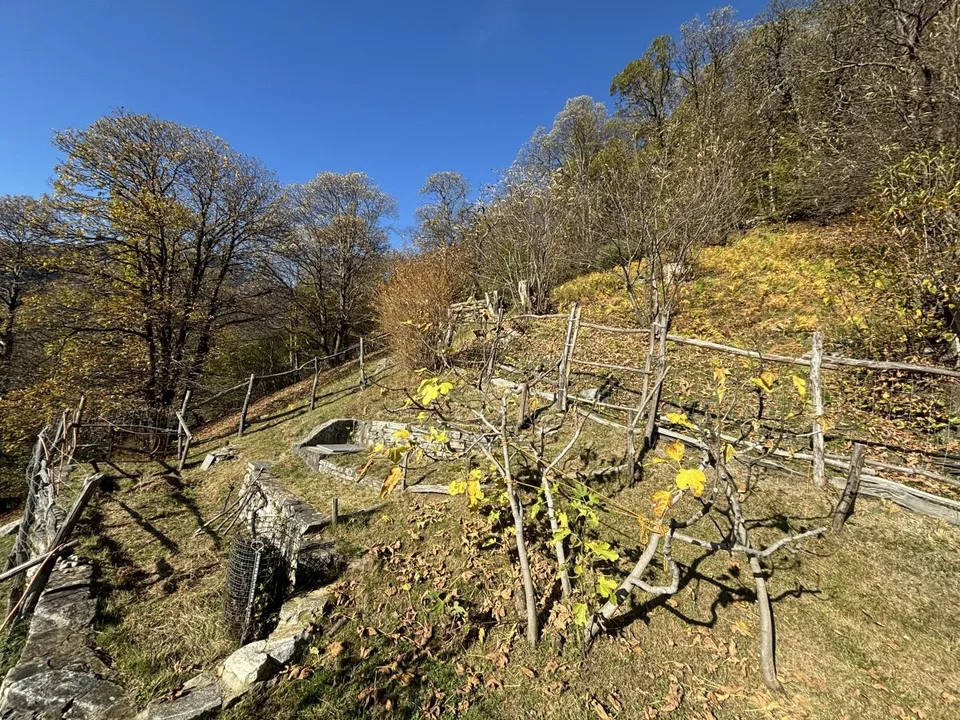 Schönes 3-Zimmer-Rustico mit einer Terrasse mit Rasen und viel Wald... – Foto 11 von 30