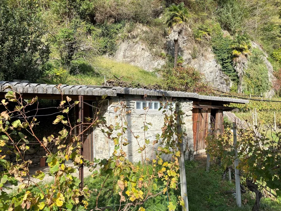 Rebberg – Foto 15 von 25