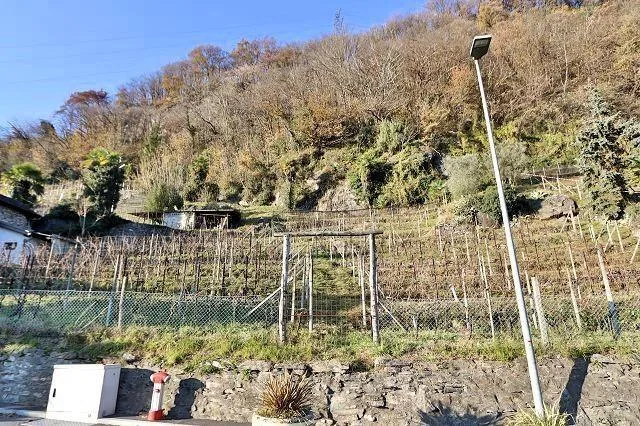 Rebberg