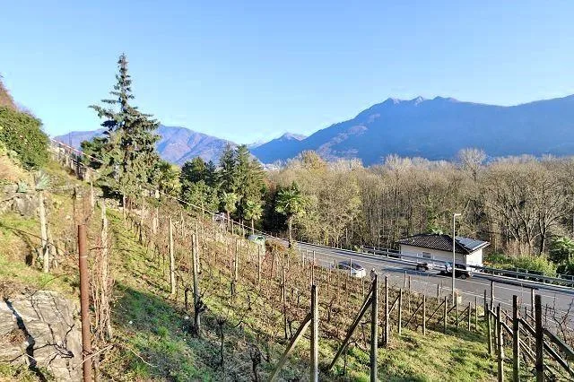 Rebberg – Foto 9 von 25