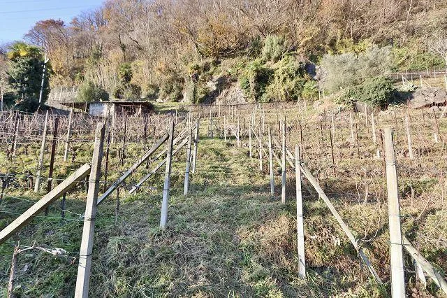 Rebberg