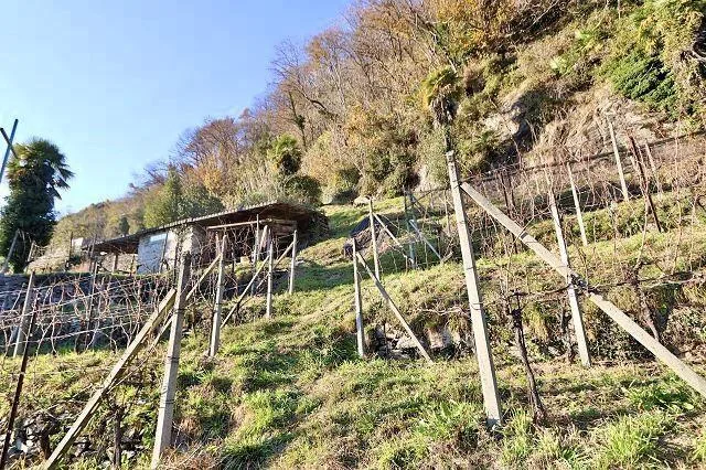 Rebberg