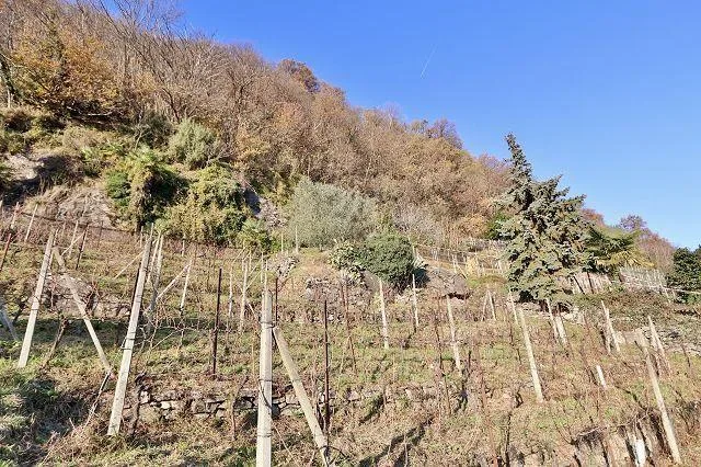 Rebberg – Foto 13 von 25