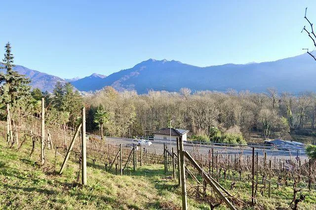 Rebberg – Foto 12 von 25
