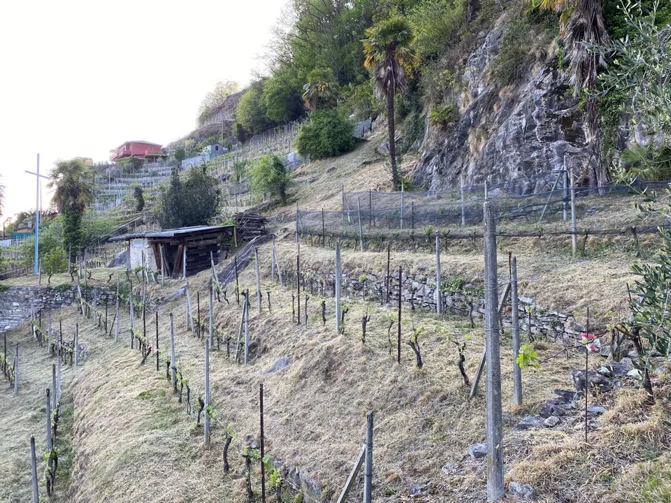 Rebberg