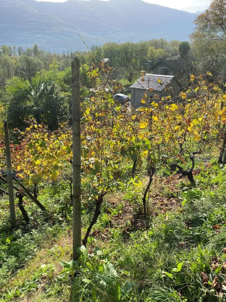 Rebberg