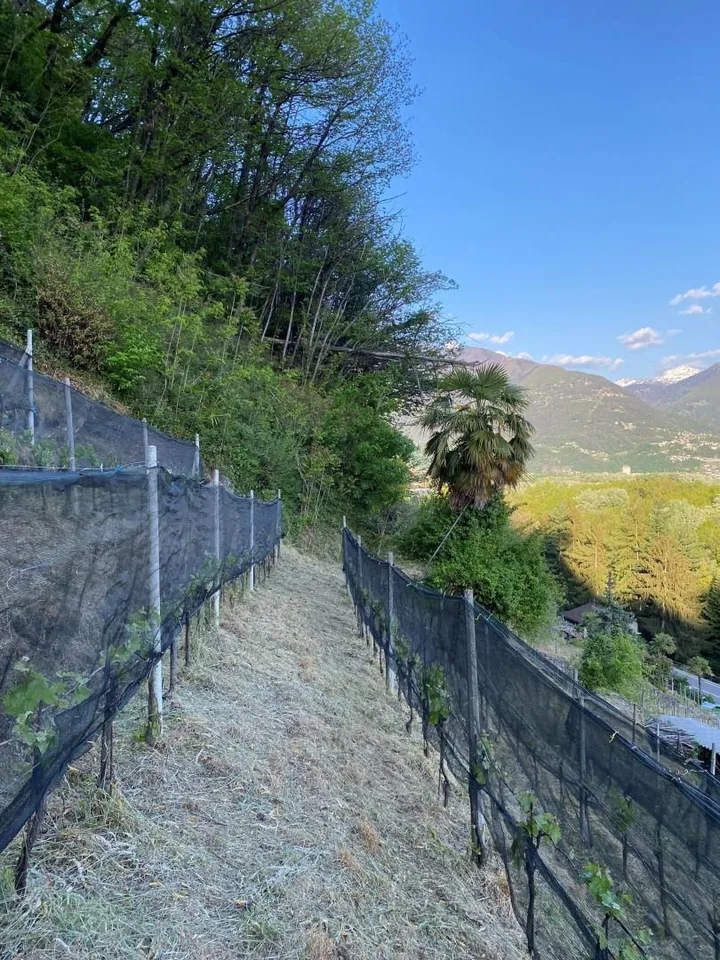 Rebberg – Foto 16 von 20