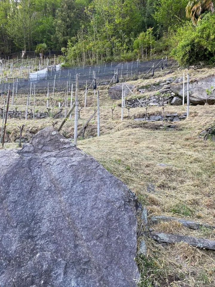 Rebberg – Foto 15 von 20