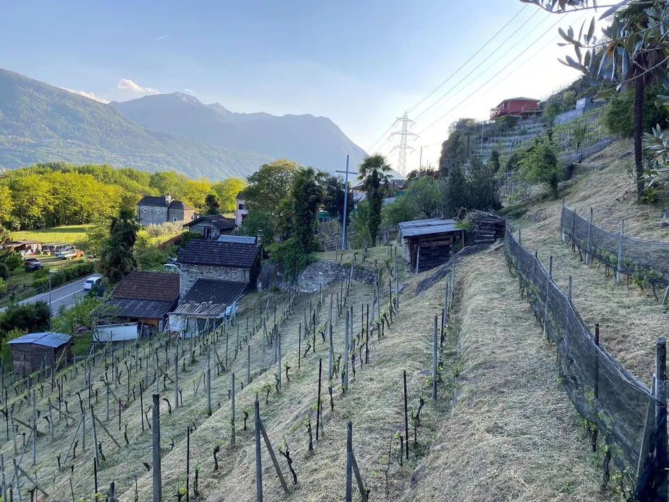 Rebberg – Foto 14 von 20