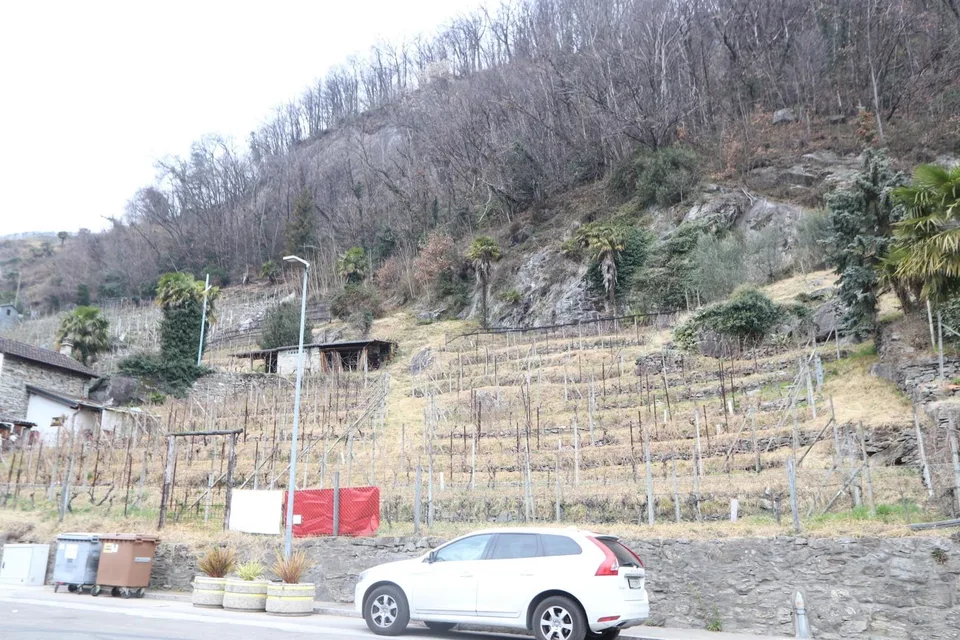 Rebberg