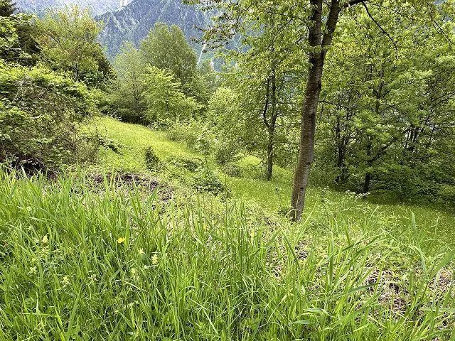 2 1/2-Zimmer-Rustico mit viel Wiesland an Alleinlage, sehr sonnig,... – photo 21 of 30