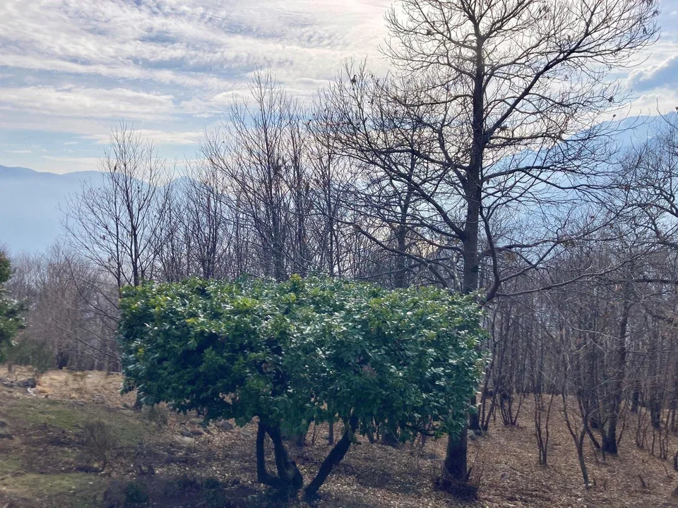 Haus zum renovieren in Monte Brè – foto 7 di 13