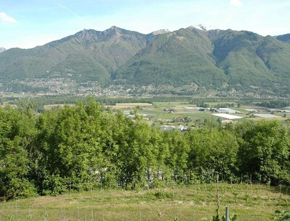 Rebberg mit Holzhäuschen an einer Panoramaaussichtslage / vignetto ...
