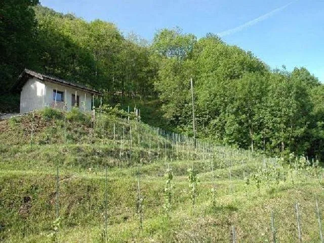 Rebberg mit Holzhäuschen an einer Panoramaaussichtslage / vignetto ...