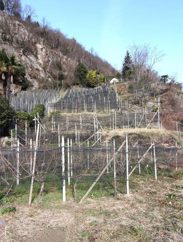 Terreno vignato/agricolo con 400 gambe di Merlot
