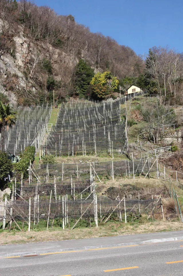 Terreno vignato/agricolo con 400 gambe di Merlot