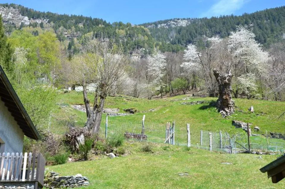 3 1/2-Zimmer-Rustico an sehr ruhiger, sonniger Aussichtslage / Bell... – Foto 21 von 30