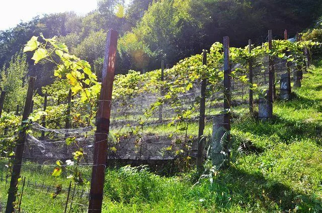 zwei Ställe zum Ausbauen mit Rebberg und viel Land / Cascina di 2 l... – Foto 14 von 30