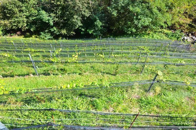 zwei Ställe zum Ausbauen mit Rebberg und viel Land / Cascina di 2 l... – Foto 13 von 30