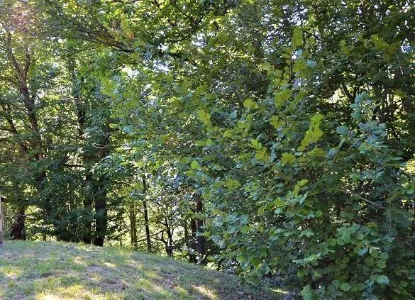 Grande rustico immerso nel bosco con grande terreno / grosses Rusti... – Foto 17 von 27