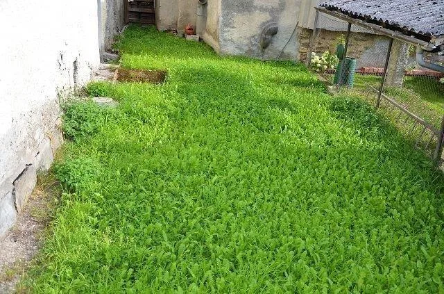 Trattoria con grande terrazza, giardino e posti o casa di 5 locali ... – Foto 21 von 29