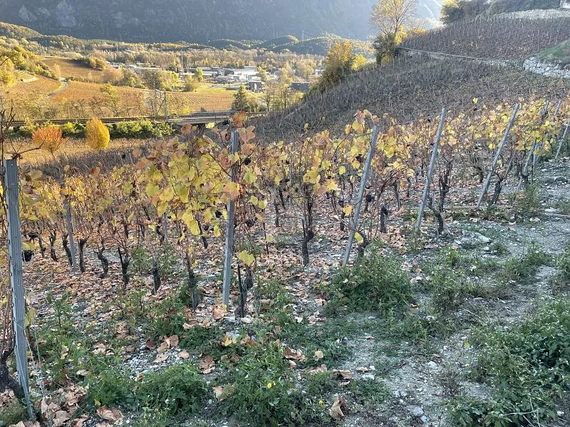 IN MITTEN MALERISCHER WEINBERGE