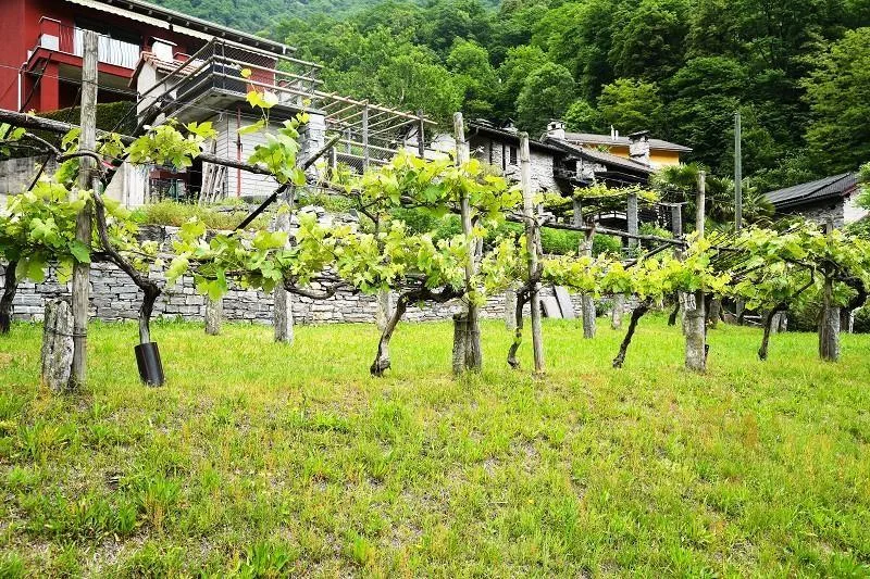 Baulandgrundstück von 476 m2 und 3553 m2 Wald / due terreni edifica... – foto 7 di 18
